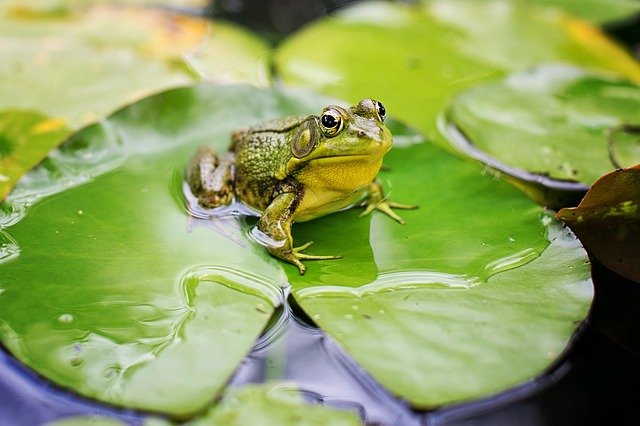 žába v rybníku